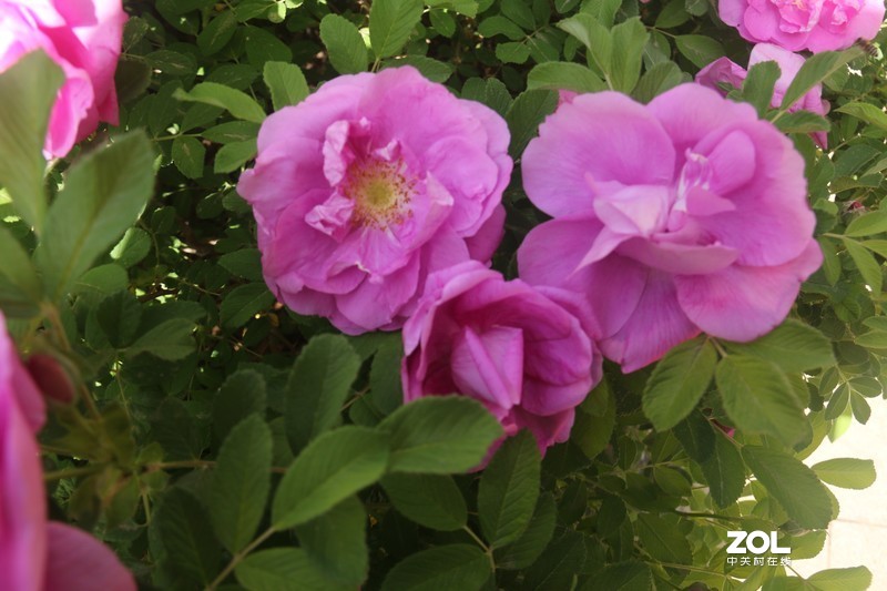 雨后初夏小区的芍药花，蔷薇花共赏
