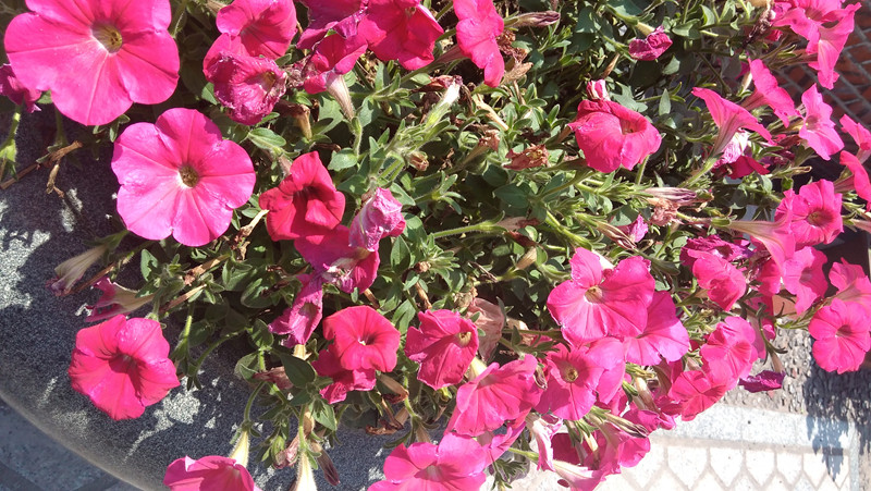 #大神F1极速体验# --699的大神真任性--UI体验篇（三）