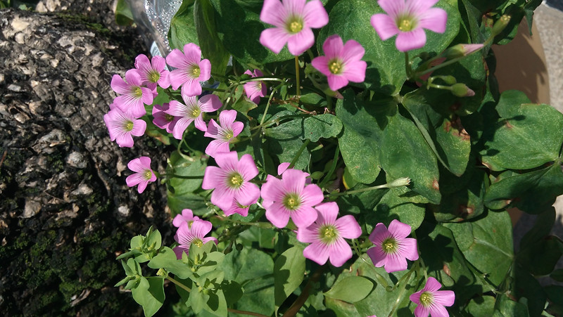 #大神F1极速体验# --699的大神真任性--UI体验篇（三）