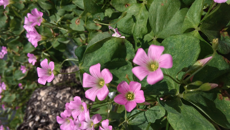 #大神F1极速体验# --699的大神真任性--UI体验篇（三）