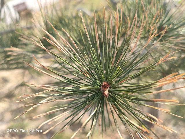 10亿色彩屏幕，120Hz高刷新率！这款手机爽得你浑身鸡皮疙瘩！