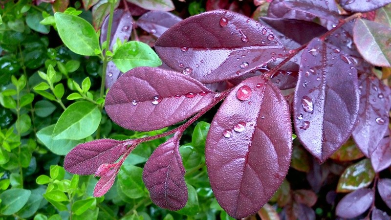 平板拍摄的优势：用诺基亚N1拍雨后