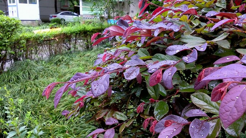 平板拍摄的优势：用诺基亚N1拍雨后