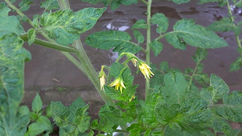 平板拍摄的优势：用诺基亚N1拍雨后