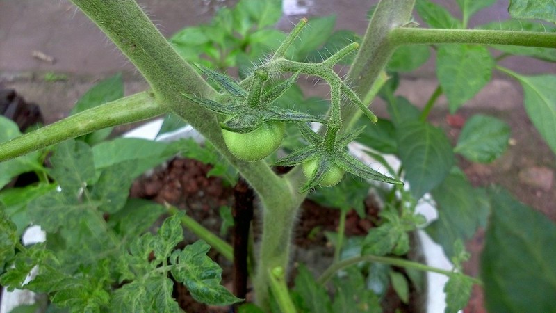 平板拍摄的优势：用诺基亚N1拍雨后