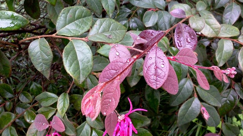 平板拍摄的优势：用诺基亚N1拍雨后