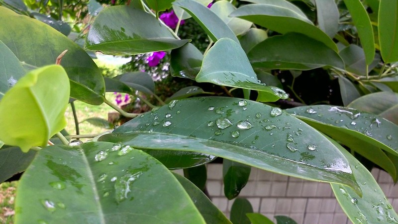 平板拍摄的优势：用诺基亚N1拍雨后