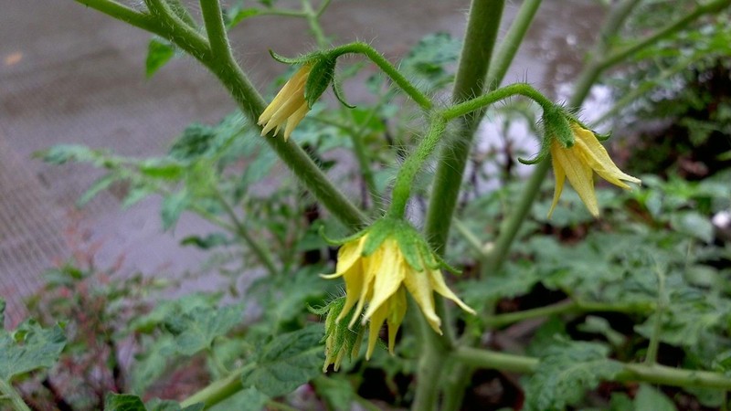 平板拍摄的优势：用诺基亚N1拍雨后