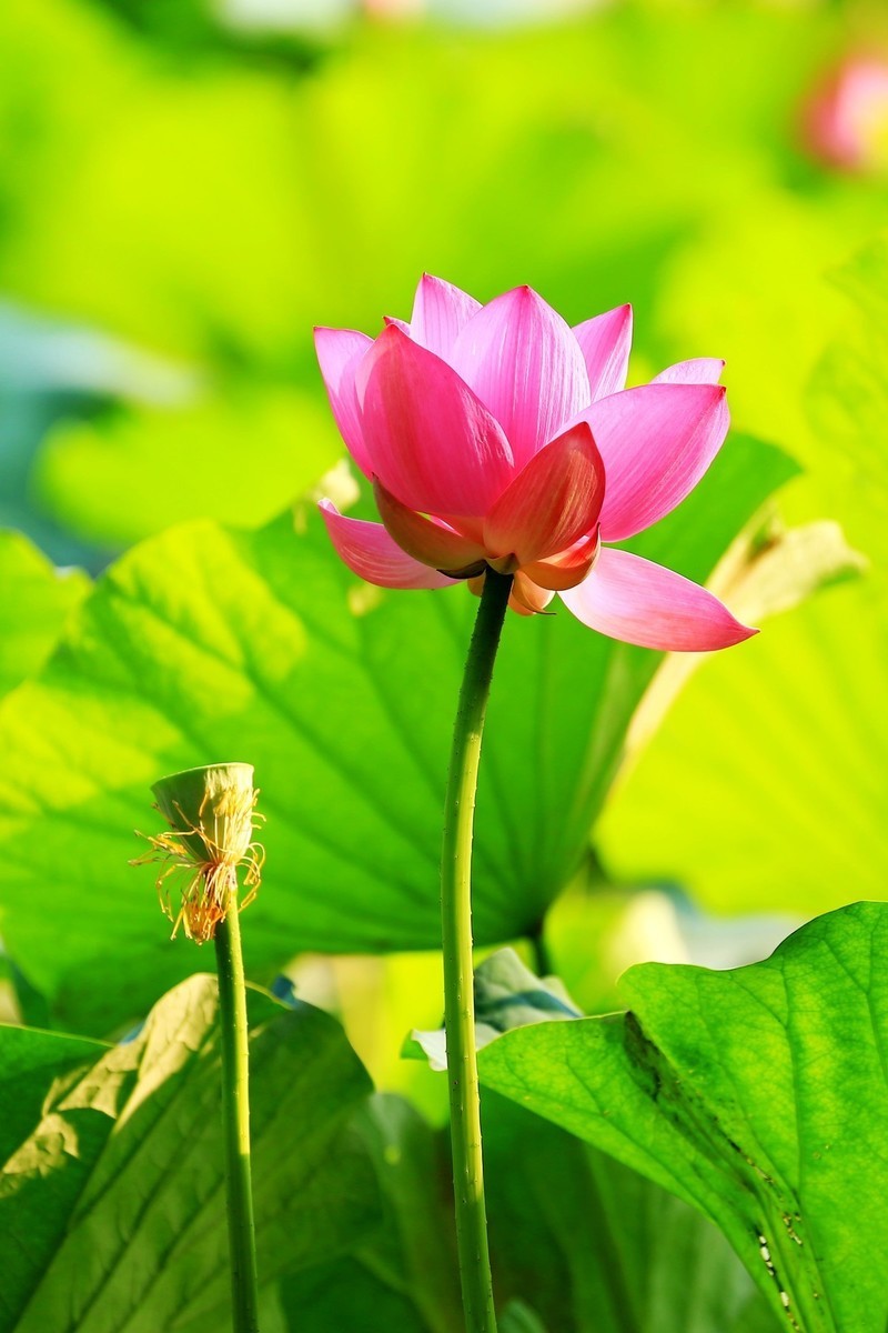 夏荷