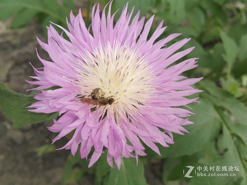 欧行星空体育平台note4拍摄初夏的花朵