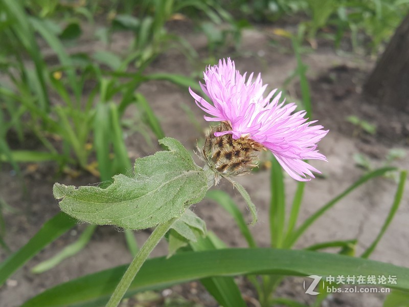 欧行星空体育平台note4拍摄初夏的花朵