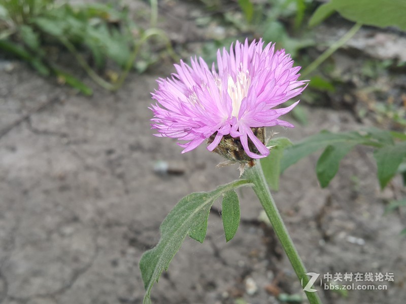 欧行星空体育平台note4拍摄初夏的花朵