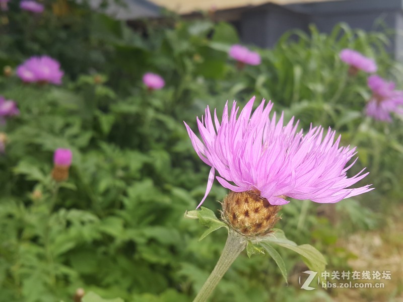 欧行星空体育平台note4拍摄初夏的花朵