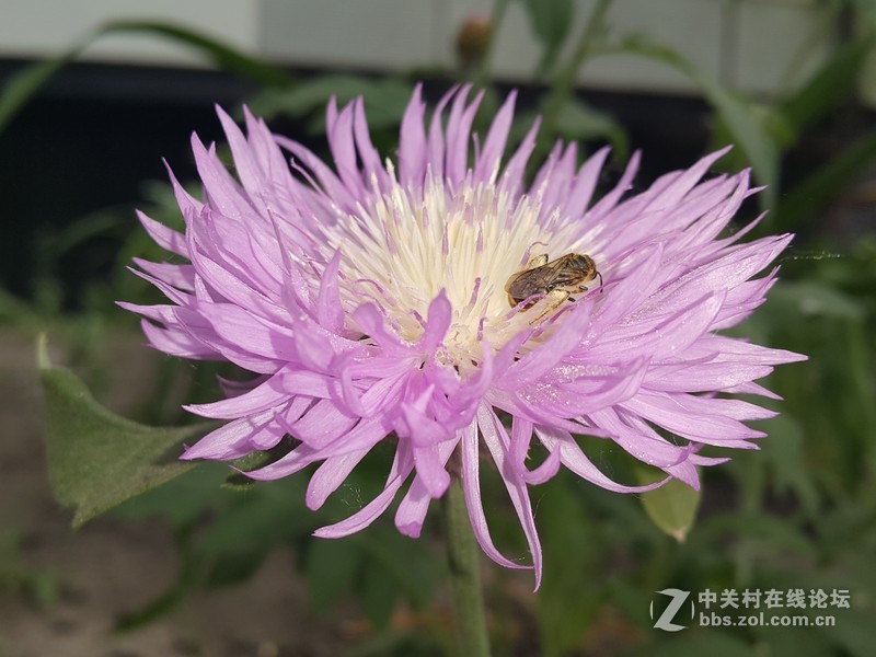 欧行星空体育平台note4拍摄初夏的花朵