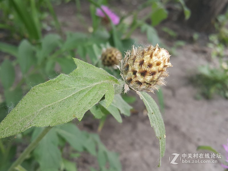 欧行星空体育平台note4拍摄初夏的花朵