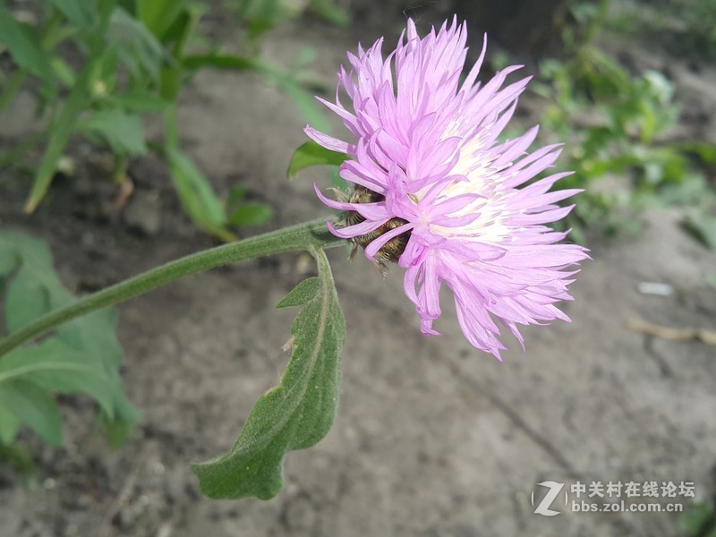 欧行星空体育平台note4拍摄初夏的花朵
