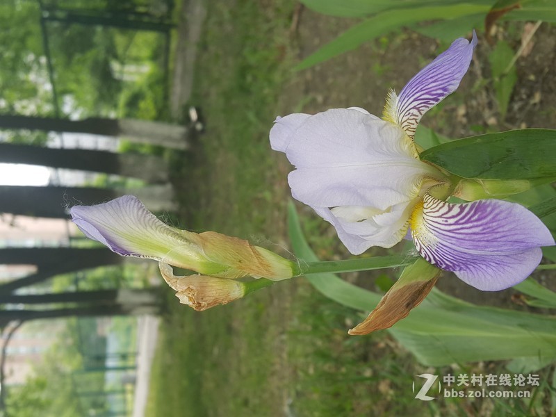 欧行星空体育平台note4拍摄初夏的花朵