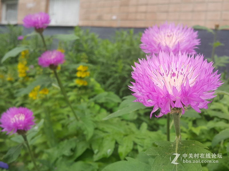 欧行星空体育平台note4拍摄初夏的花朵