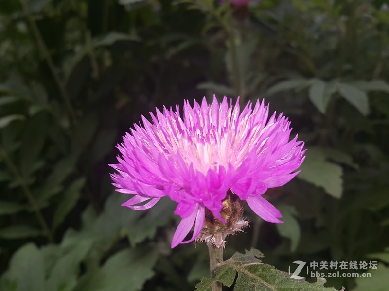 欧行星空体育平台note4拍摄初夏的花朵