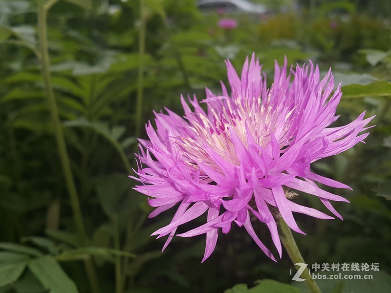 欧行星空体育平台note4拍摄初夏的花朵