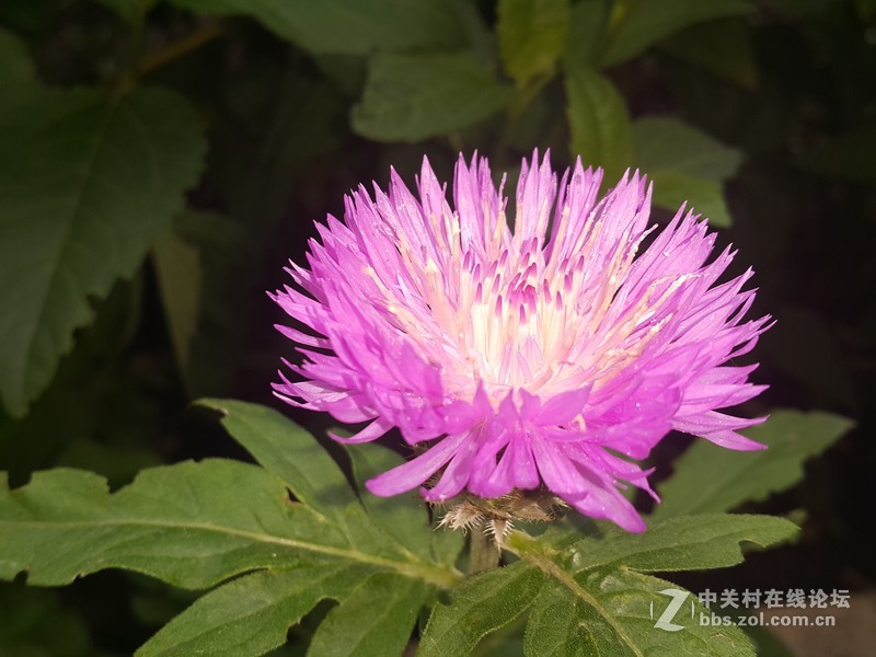 欧行星空体育平台note4拍摄初夏的花朵