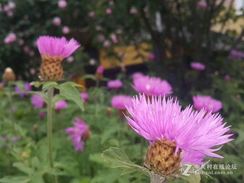 欧行星空体育平台note4拍摄初夏的花朵