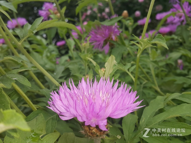 欧行星空体育平台note4拍摄初夏的花朵