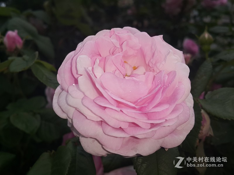 欧行星空体育平台note4拍摄初夏的花朵