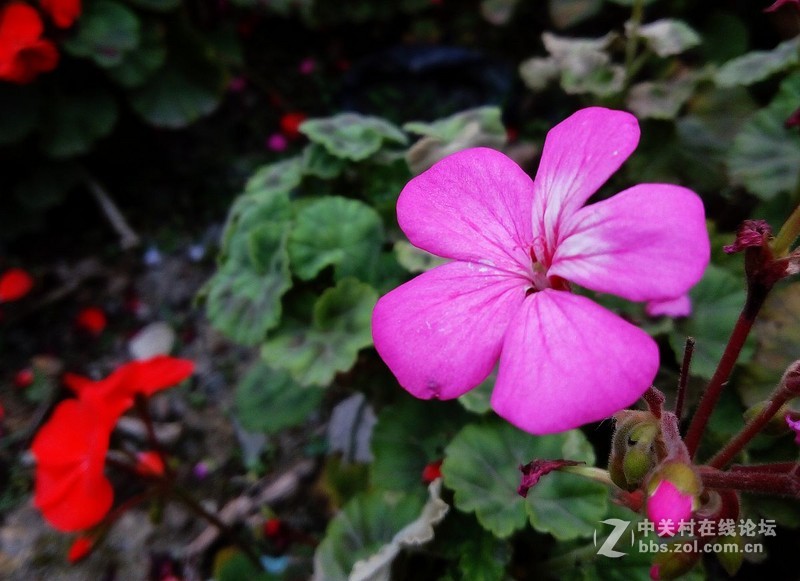 #檬懂青春，有声有色！# 有声有色——乐檬K3Note拍照篇