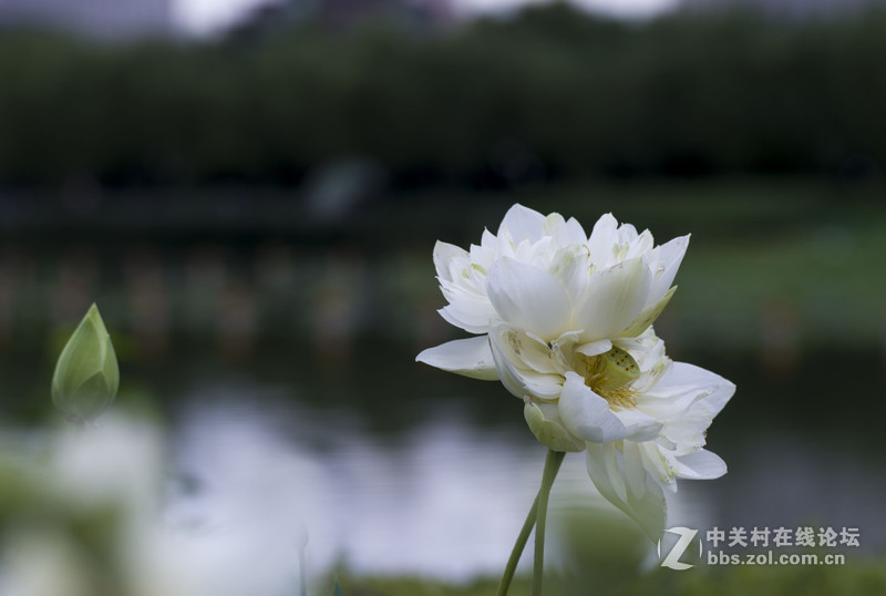 小片几张。添人气