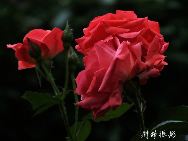 新拍月季花