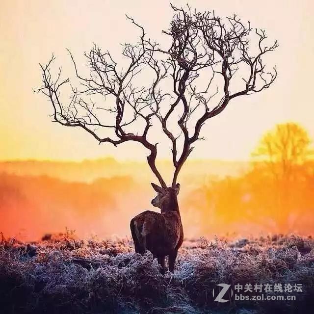 摄影师捕捉的巧合瞬间