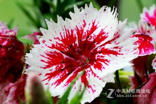 花卉