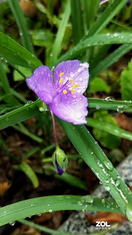 雨后的小花