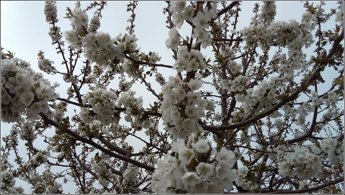 #大神F1极速体验#神自不凡！KOL联手出品（三）玩机拍照+总结