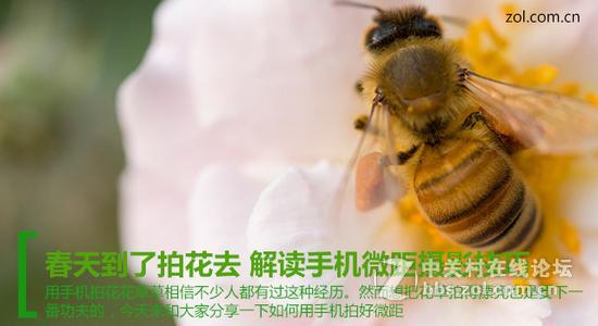 春天到了拍花去 解读手机微距摄影技巧