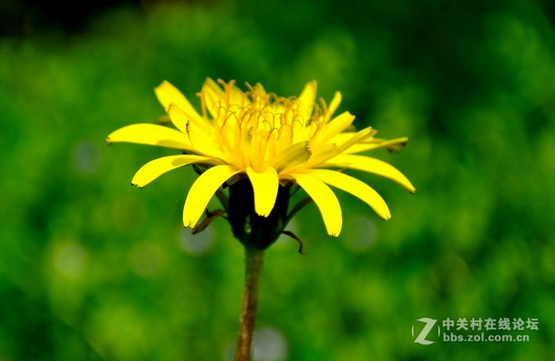 Nikon J1 拍景色