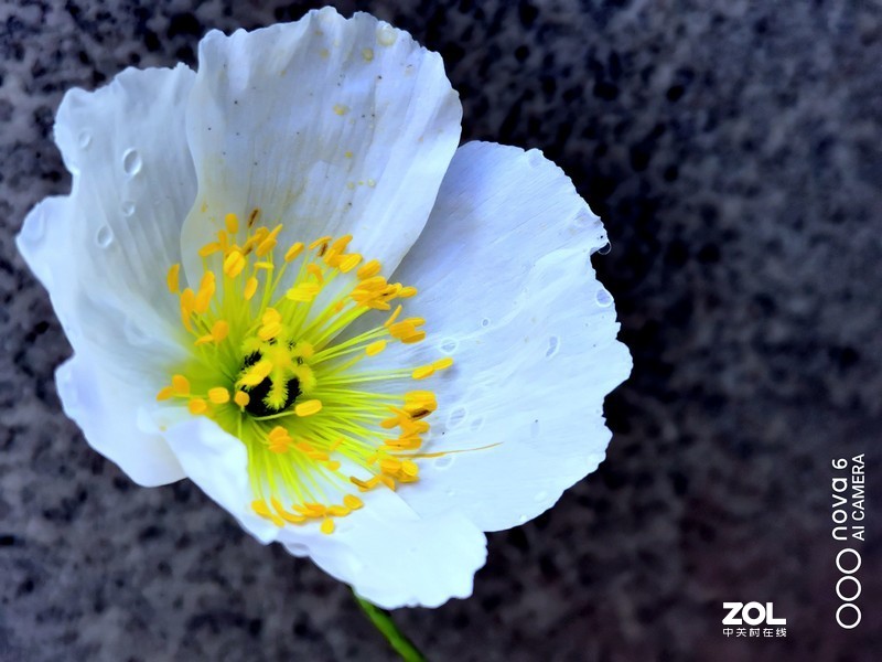 路边小花