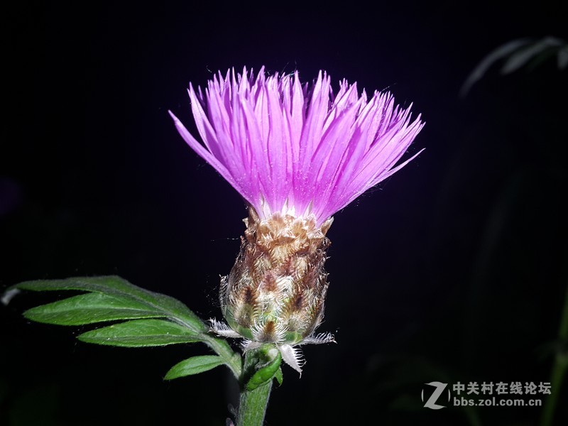 欧行星空体育平台note4夜晚拍摄初夏的花朵