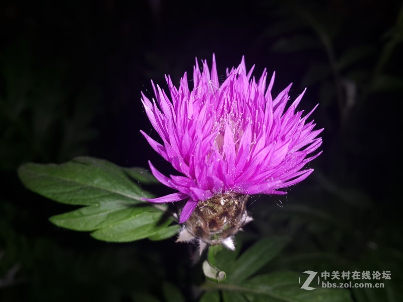 欧行星空体育平台note4夜晚拍摄初夏的花朵