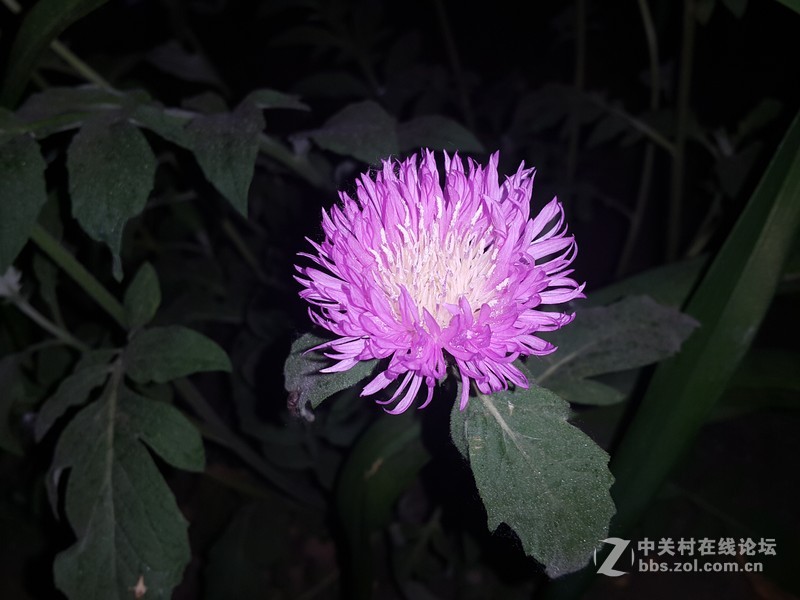 欧行星空体育平台note4夜晚拍摄初夏的花朵