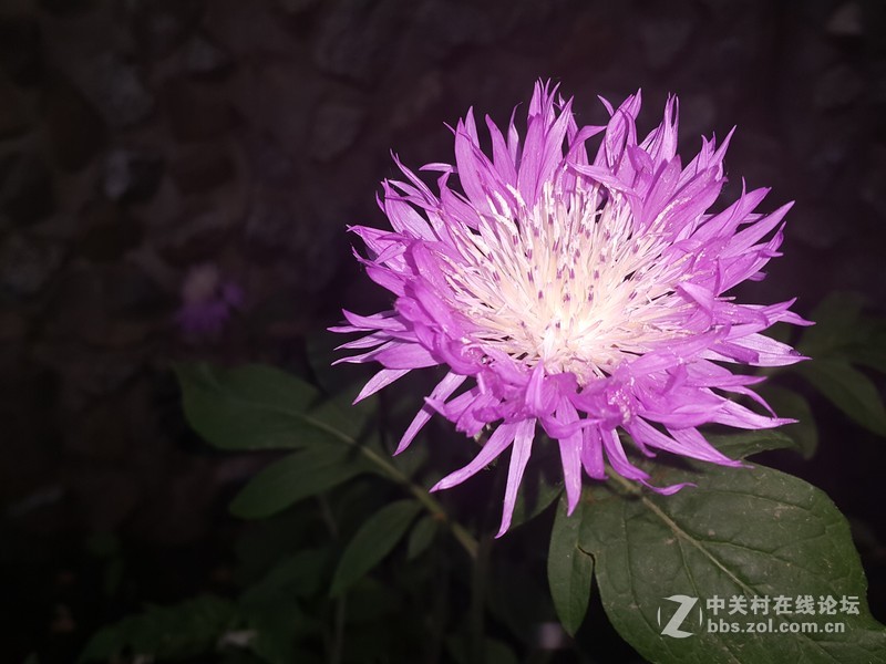 欧行星空体育平台note4夜晚拍摄初夏的花朵