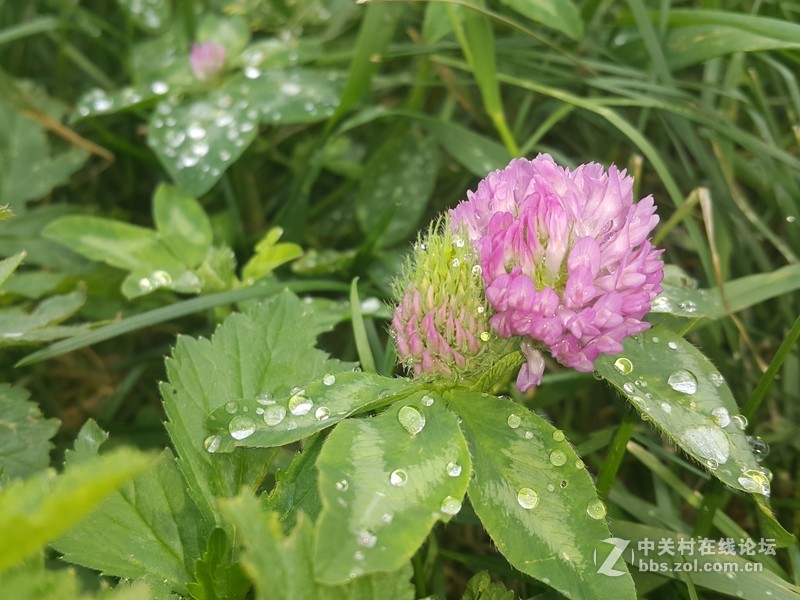 欧行星空体育平台note4夜晚拍摄初夏的花朵