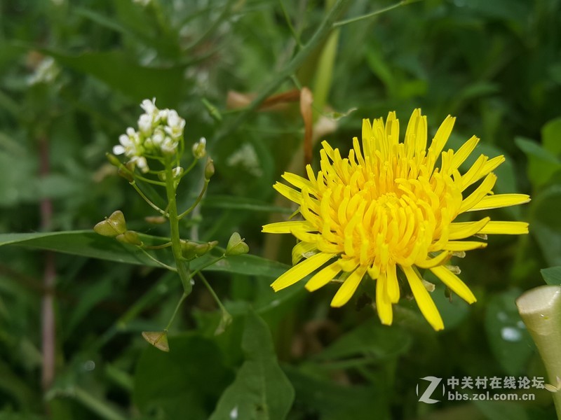 欧行星空体育平台note4夜晚拍摄初夏的花朵