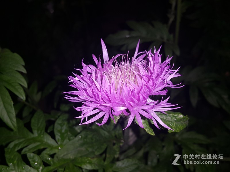 欧行星空体育平台note4夜晚拍摄初夏的花朵