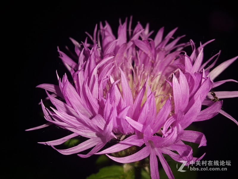 欧行星空体育平台note4夜晚拍摄初夏的花朵