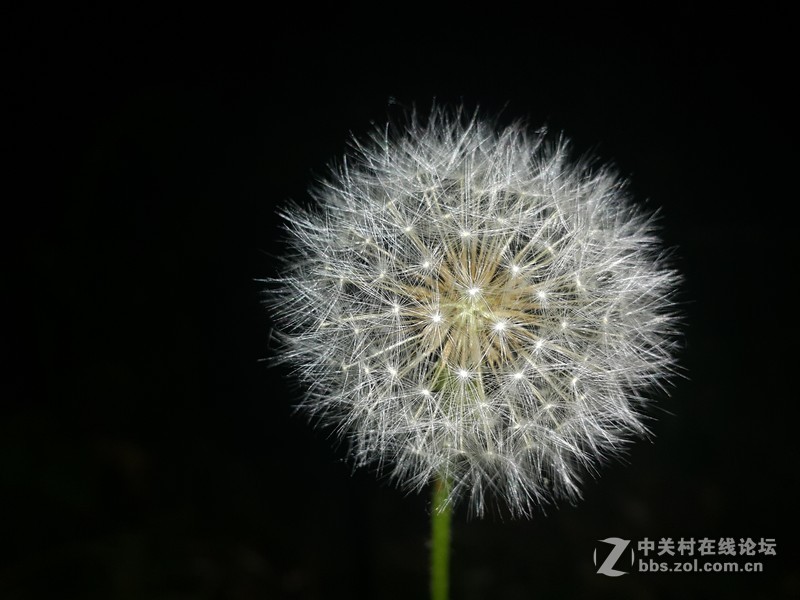 欧行星空体育平台note4夜晚拍摄初夏的花朵