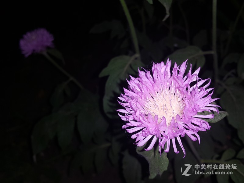 欧行星空体育平台note4夜晚拍摄初夏的花朵