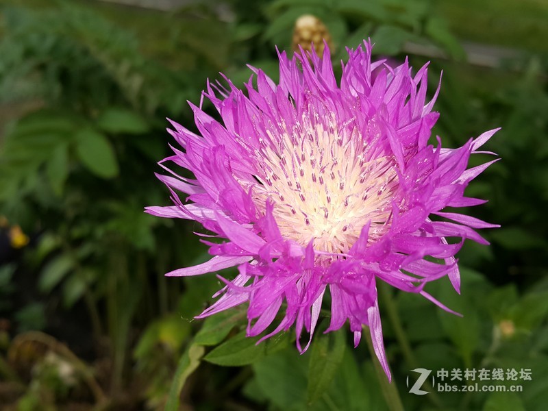 欧行星空体育平台note4夜晚拍摄初夏的花朵