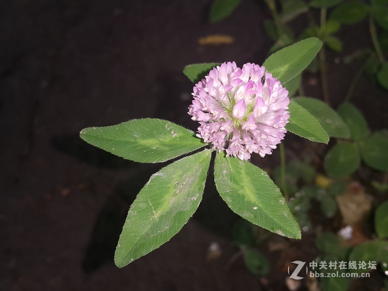欧行星空体育平台note4夜晚拍摄初夏的花朵